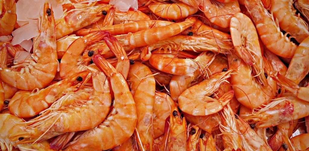 shrimp, prawn, animal