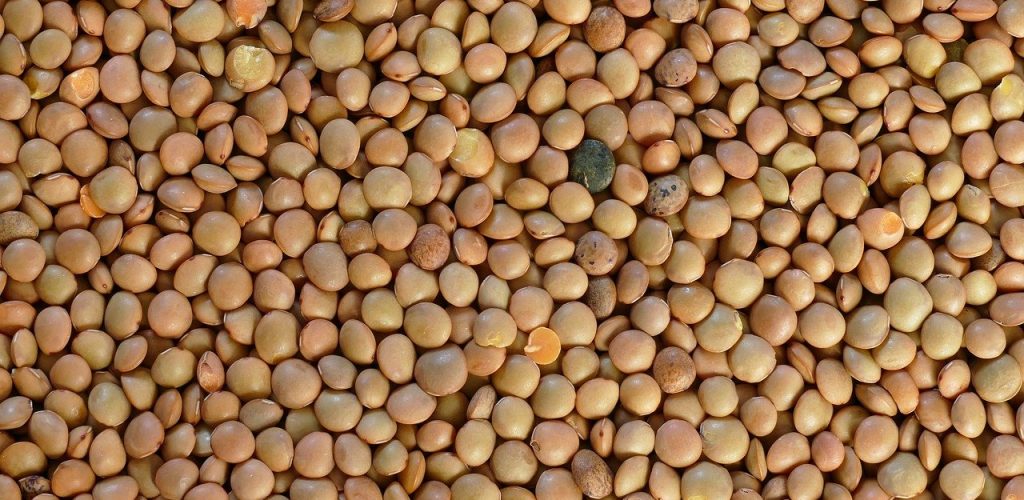 umbrian mountain lentils, lenses, legume